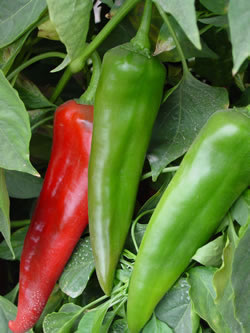 PEPPERANAHEIM364F-1HYBDSC01072.jpg