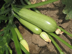 SQUASHEMBEACONF-1HYBIMG_5535.jpg