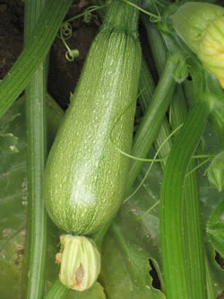 SQUASHORIZABAF-1HYB.jpg