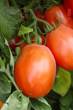 TOMATOEMREINAF-1HYBRIDDSC01097.jpg