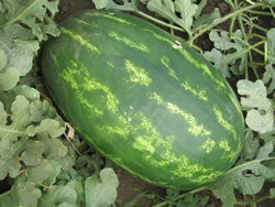 WATERMELONEMERALDSWEETIMG_5509.jpg