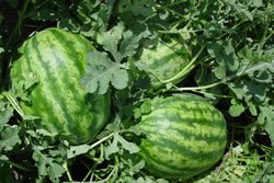 WATERMELONSCARLETDSC00068.jpg