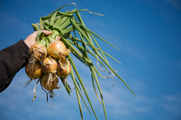 iStock_000004429243Small