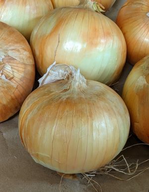 Onion – Hidalgo F1